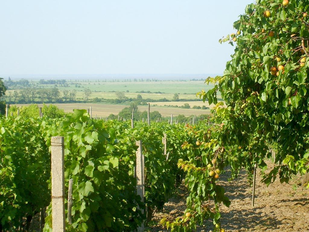 Szuts Panzio Bed and Breakfast Fertőrákos Εξωτερικό φωτογραφία